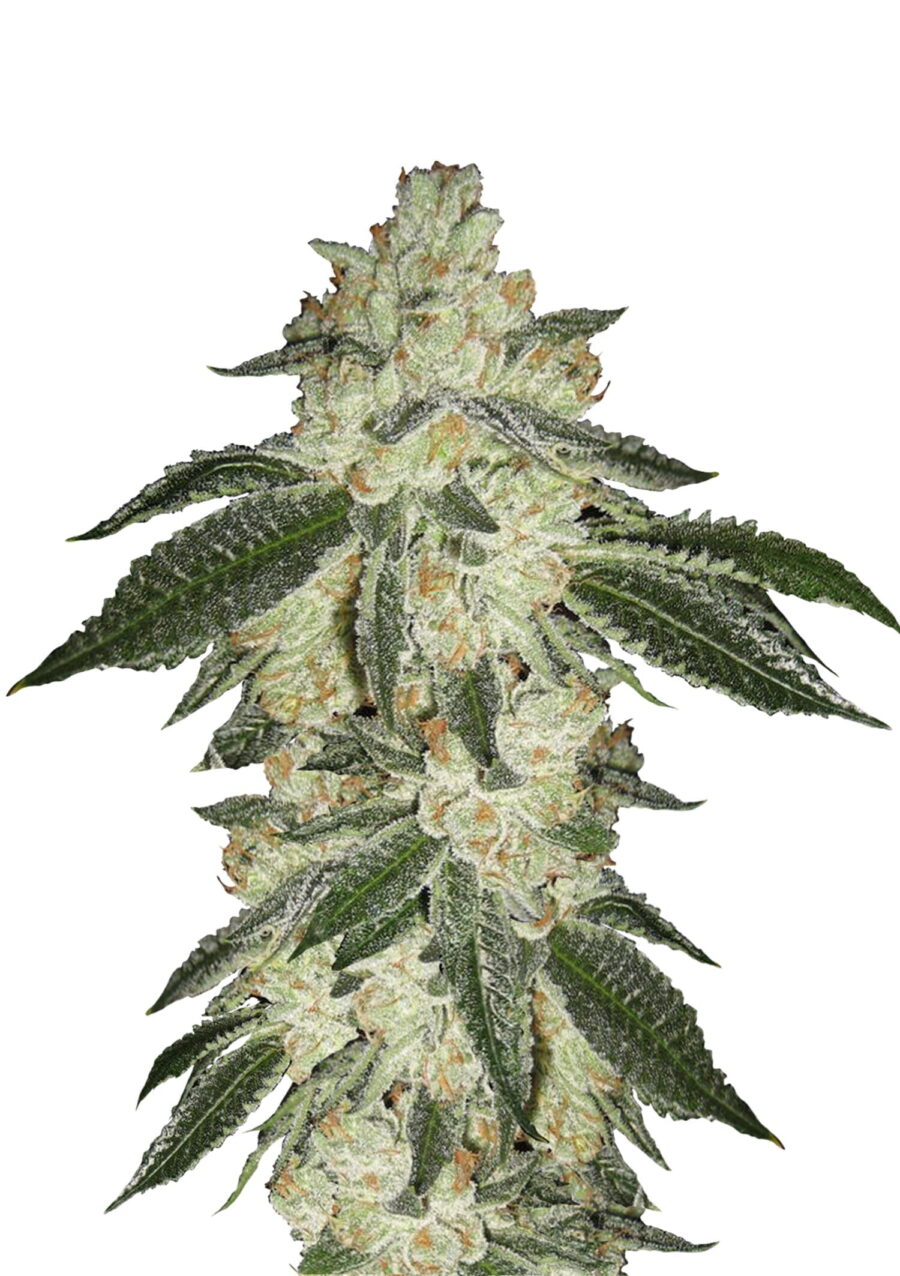 Fast Buds - Green Crack Automatic (3seeds/pack)