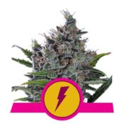 Royal Queen Seeds North Tunderfuck feminized cannabis seeds (5 seeds pack)