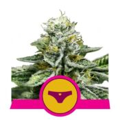 Royal Queen Seeds Sherbet Queen feminized cannabis seeds (5 seeds pack)