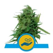 Royal Queen Seeds Solomatic CBD cannabis seeds (5 seeds pack)