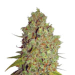 Narcos Agent Murphy Feminized (3 seeds pack)