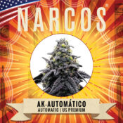 Narcos AK Automático Autoflowering (3 seeds pack)