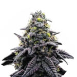 Narcos AK Automático Autoflowering (3 seeds pack)