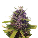 Narcos Blackbeard Feminized (3 seeds pack)