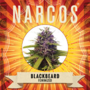 Narcos Blackbeard Feminized (3 seeds pack)