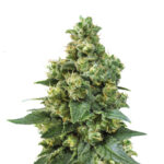 Narcos Cali Critical Power Feminized (3 seeds pack)