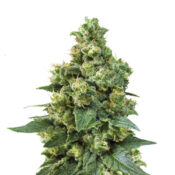 Narcos Cali Critical Power Feminized (5 seeds pack)