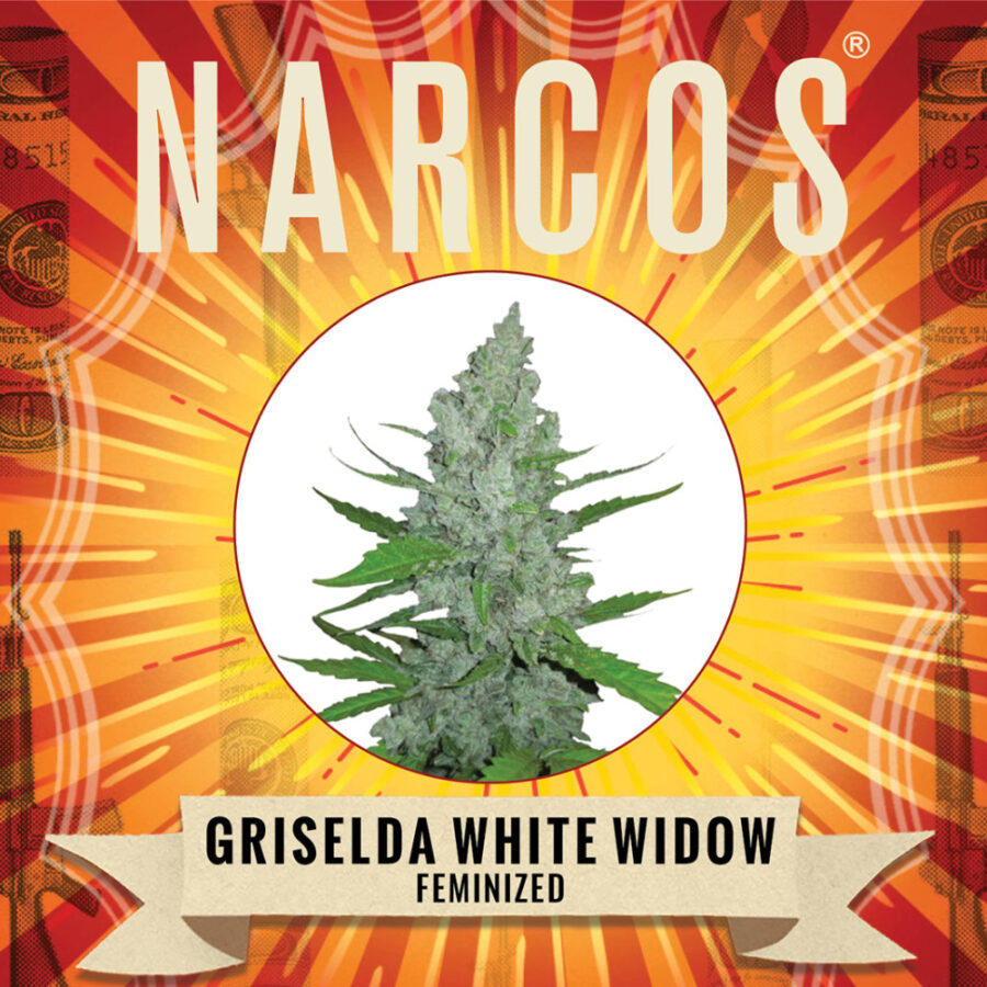 Narcos Grieselda White Widow Feminized (3 seeds pack)