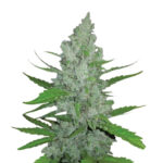 Narcos Grieselda White Widow Feminized (3 seeds pack)