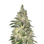 Narcos Kingping Kush Feminized (3 seeds pack)