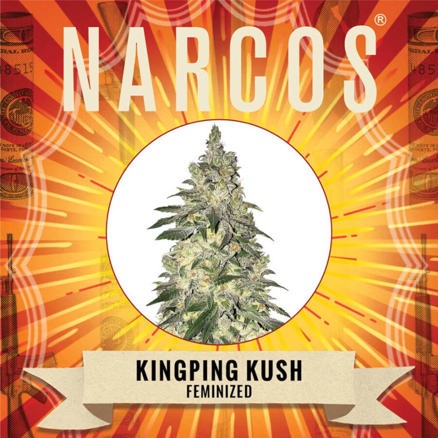 Narcos Kingping Kush Feminized (3 seeds pack)