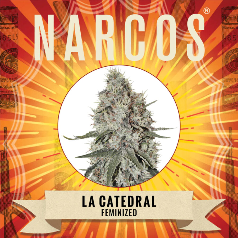 Narcos La Catedral Feminized (3 seeds pack)
