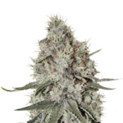 Narcos La Catedral Feminized (3 seeds pack)