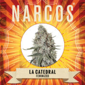 Narcos La Catedral Feminized (5 seeds pack)