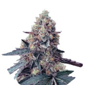Narcos La Chica Feminized (3 seeds pack)