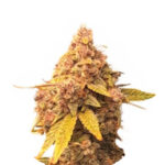 Narcos La Mandarina Feliz Autoflowering (3 seeds pack)