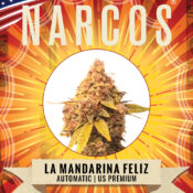 Narcos La Mandarina Feliz Autoflowering (5 seeds pack)