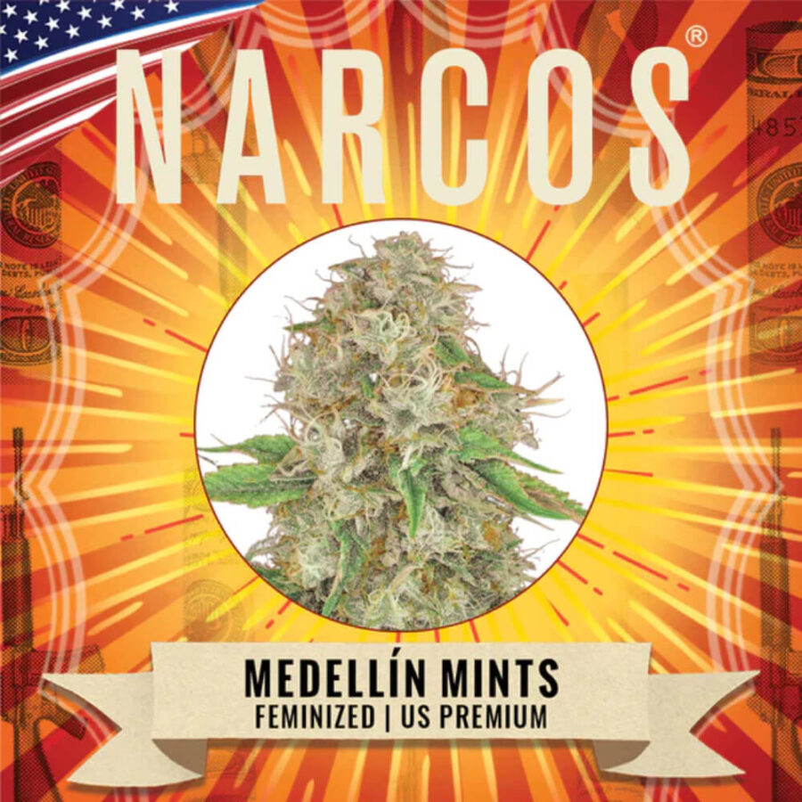 Narcos Medellín Munt Feminized (3 seeds pack)