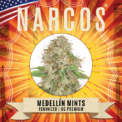 Narcos Medellín Munt Feminized (5 seeds pack)