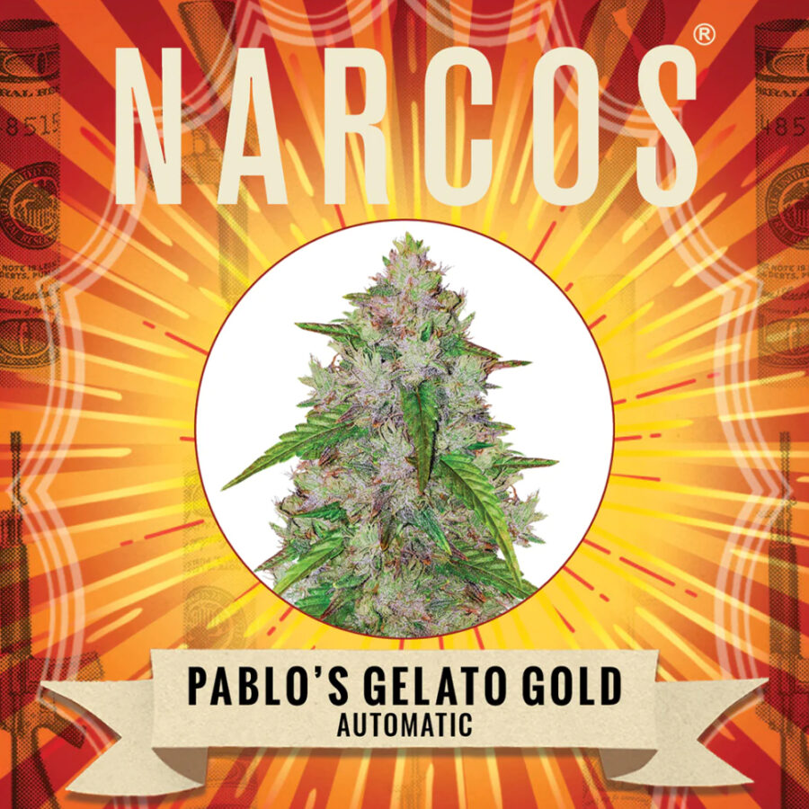 Narcos Pablo's Gelato Gold Autoflowering (3 seeds pack)