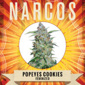Narcos Popeyes Cookies Feminized (3 seeds pack)