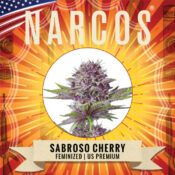 Narcos Sabroso Cherry Feminized (3 seeds pack)