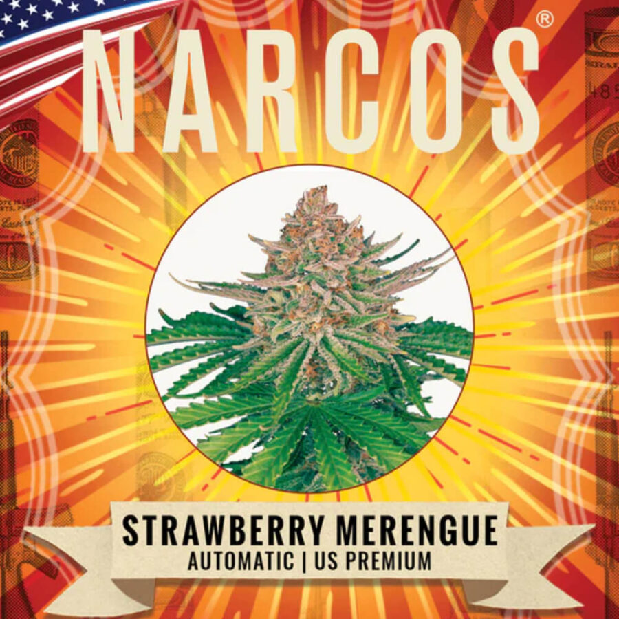 Narcos Strawberry Merengue Autoflowering (3 seeds pack)