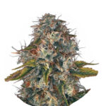 Narcos Sword of Boliávar Feminized (5 seeds pack)