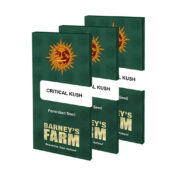 Barney's Farm Critical Kush (3 seeds pack)