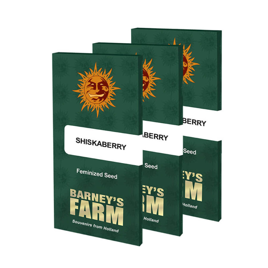 Barney's Farm ShiskaBerry (3 seeds pack)