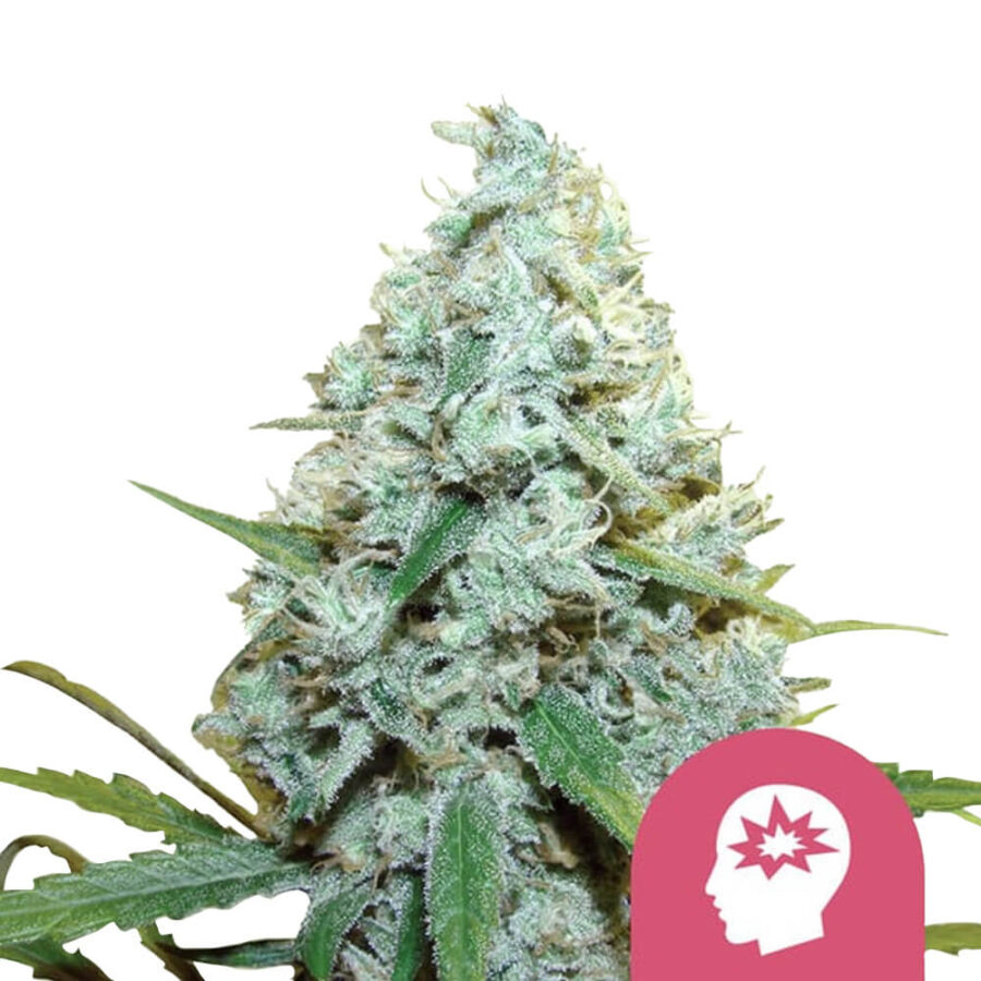 Royal Queen Seeds AMG feminized cannabis seeds (3 seeds pack)