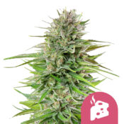 Royal Queen Seeds Blue Cheese feminized cannabis seeds (5 seeds pack)