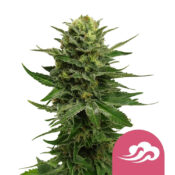Royal Queen Seeds Blue Mystic feminized cannabis seeds (3 seeds pack)