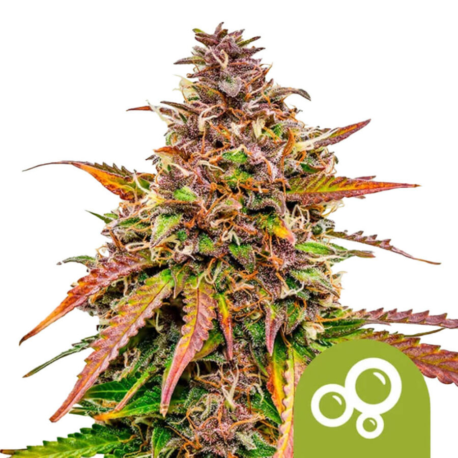 Royal Queen Seeds Bubblekush Auto autoflowering cannabis seeds (5 seeds pack)