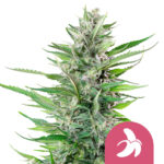 Royal Queen Seeds Fat Banana feminized cannabis seeds (5 seeds pack)