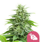 Royal Queen Seeds Fruit Spirit feminized cannabis seeds (5 seeds pack)