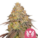 Royal Queen Seeds Legendary OG Punch feminized cannabis seeds (5 seeds pack)