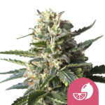 Royal Queen Seeds Lemon Shining Silver Haze feminized cannabis seeds (5 seeds pack)