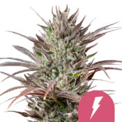 Royal Queen Seeds North Thunderfuck feminized cannabis seeds (5 seeds pack)