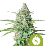 Royal Queen Seeds Northern Light Auto autoflowering cannabis seeds (5 seeds pack)