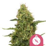 Royal Queen Seeds Northern Light feminized cannabis seeds (3 seeds pack)