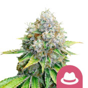Royal Queen Seeds O.G. Kush feminized cannabis seeds (5 seeds pack)