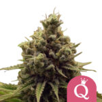 Royal Queen Seeds Purple Queen feminized cannabis seeds (5 seeds pack)