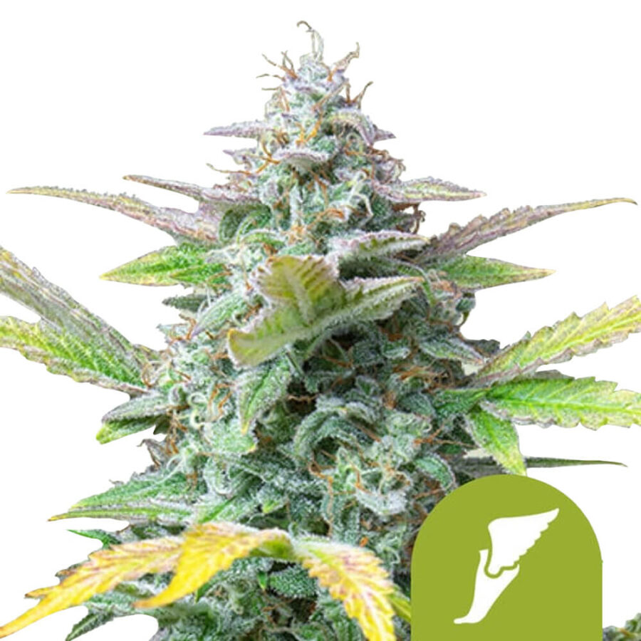 Royal Queen Seeds Quick One autoflowering cannabis seeds (3 seeds pack)