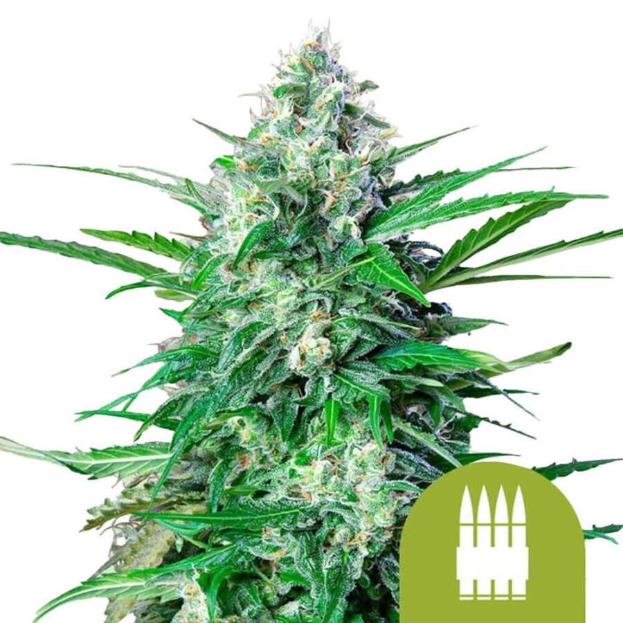 Royal Queen Seeds Royal AK Auto autoflowering cannabis seeds (5 seeds pack)