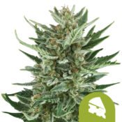 Royal Queen Seeds Royal Cheese Auto autoflowering cannabis seeds (5 seeds pack)