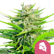 Royal Queen Seeds Royal Cheese feminized cannabis seeds (3 seeds pack)