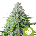 Royal Queen Seeds Royal cookies autoflowering cannabis seeds (5 seeds pack)