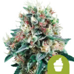 Royal Queen Seeds Royal Creamatic autoflowering cannabis seeds (5 seeds pack)