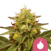 Royal Queen Seeds Royal Domina feminized cannabis seeds (5 seeds pack)